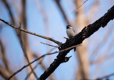 Siyah başlıklı tavuk, Colorado kışında bir dala tünemişti.