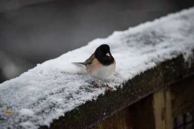 Koyu renk gözlü Junco soğuk bir korkulukta dikiliyor.