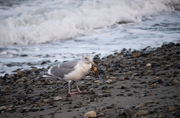 사운드 해변에서 Seagull — 스톡 사진