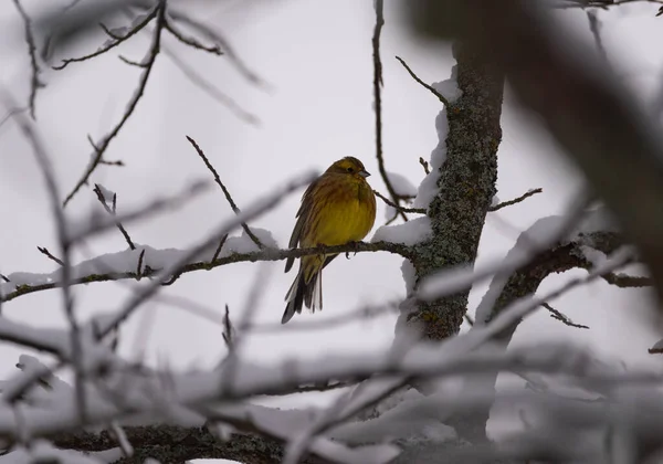 Yellowhammer Snow Covered Branches Sweden — Stock Photo, Image