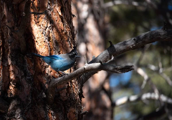 Steller 'ın Jay' i Colorado 'da benekli güneş ışığında