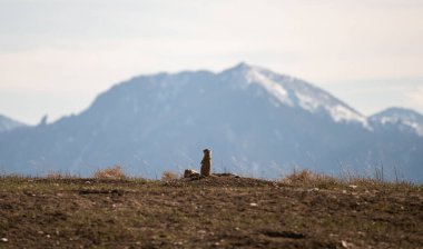 Çayır köpeği Colorado 'da bir dağ geçmişine karşı ininin önünde duruyor.