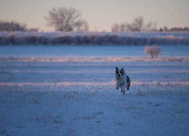 Gündoğumunda karlı bir tarlada koşan Avustralyalı çoban
