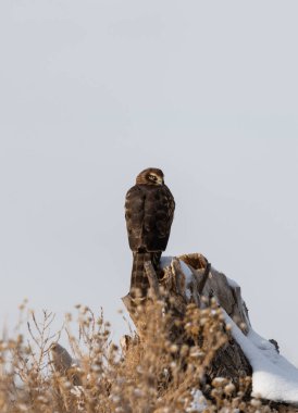 Hücre Kuzey Harrier Raptor 'u Colorado' da bir kütüğe tünedi.