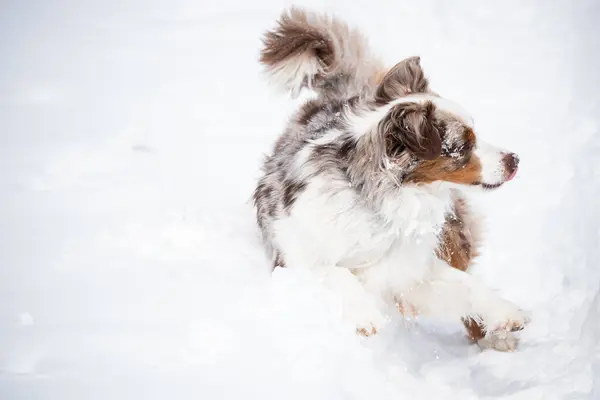 Mini Aussie goofing around and rolling in a snow bank on a sunny day