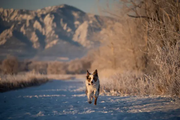 Mini Aussie running in front of the flatiron mountains on a snowy morning