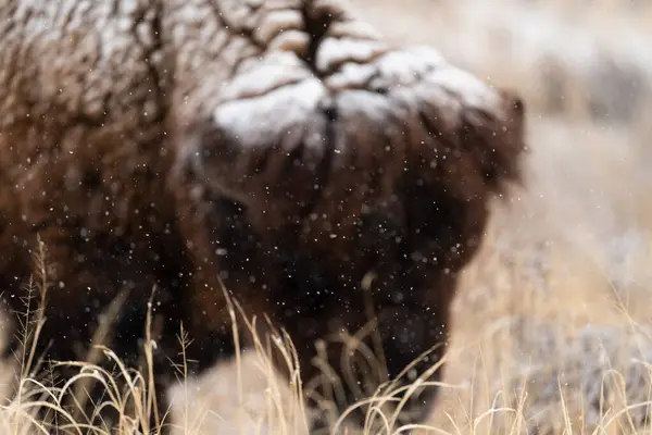 Colorado 'daki Arsenal Wildlife Refuge' da bizonun önüne taze kar yağıyor.