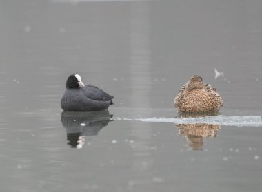 A eurasian coot (Fulica atra) and a mallard (Anas platyrhynchos) resting together on ice in a bay near Stockholm, Sweden clipart