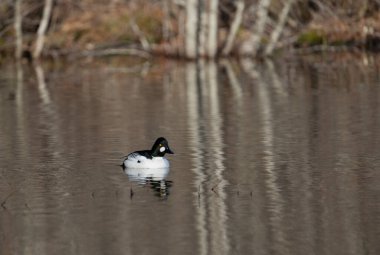 A common goldeneye duck paddling on a pond on a sunny day near Stockholm clipart