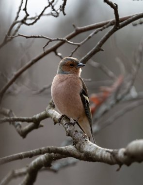 A male common chaffinch perched on a branch in a forest near Stockholm, Sweden in the winter clipart