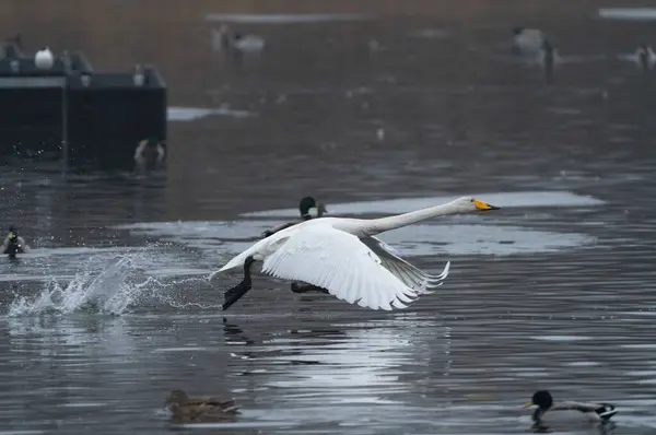 Stockholm, İsveç yakınlarında uçmak için su üzerinde uçan bir dev kuğu (cygnus cygnus).