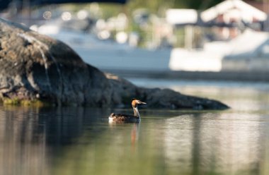 Büyük bir ibikli gres kuşu güneşli bir günün tadını çıkarıyor, Stockholm yakınlarındaki suda yüzüyor.