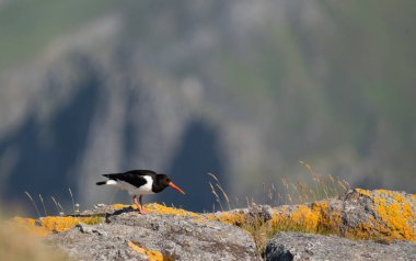 A Eruasian Oystercatcher perched on orange, lichen covered rocks in Lofoten, Norway, with sea cliffs in the background clipart