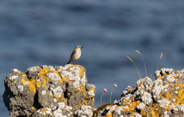 Norveç 'in Lofoten kentindeki Vaeroy adasının kıyısındaki liken kaplı kayalara tünemiş bir kayalık.