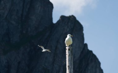 Bir martı Lofoten 'da bir direkte otururken ikinci bir martı da arkasından uçuyor. Arkalarında kocaman bir uçurum yükseliyor.