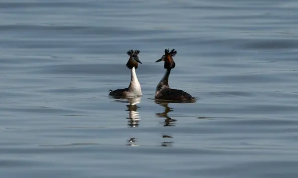 stock image A pair of great crested grebes courting and displaying their crests in Stockholm, Sweden