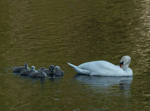 stock image A photo showing a family of mute swans preening in a bay near Stockholm