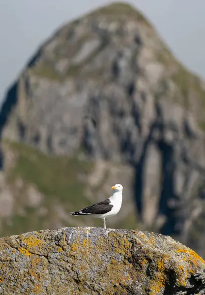Büyük siyah sırtlı martı (Larus marinus) arka planda yükselen bir dağ ile bir kayanın üzerinde duruyor. Fotoğraf Lofoten, Norveç 'te çekildi.