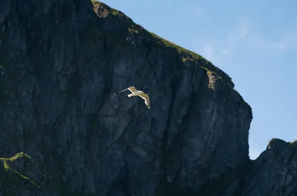 stock image A herring gull soars in the sun on Vaeroy in Norway, with sea cliffs rising in the background