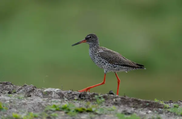 stock image A common redshank walking on Vaeroy in Norway, with a soft green background