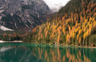 Sonbahar yapraklarında canlı karaçam ağaçları. Lago di Braies 'deki güzel suya yansıyan renkler.