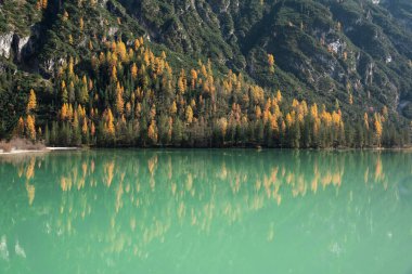 Autumn larch forest with vibrant colors reflected in the Turquoise Lago di Landro clipart