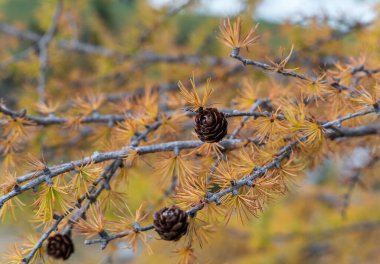 a selective focus shot of a pine cone on a golden orange autumn larch branch with a blurry background clipart