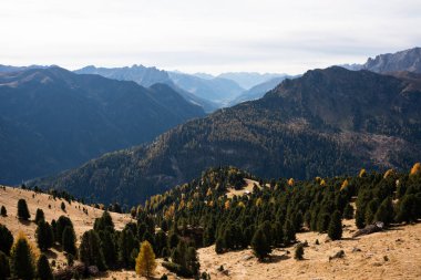 Dolomitler 'de sonbahar manzarası Yeşil ve Turuncu çam ağaçları, dik vadiler ve kuru otlar