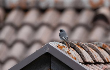 Yaygın Redstart (Phoenicurus phoenicurus) Dolomitlerdeki fayanslı bir çatıya tünemiştir.