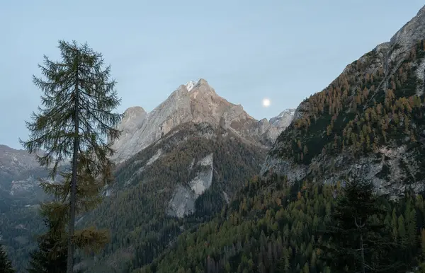 Marmolada dağının tepesinde ay doğuyor ve altında sonbahar manzarası var. Tek bir karaçam ağacı tek başına duruyor.