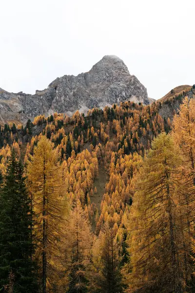 Dolomite dağlarında sonbahar renklerinde güzel sarı tarlalar