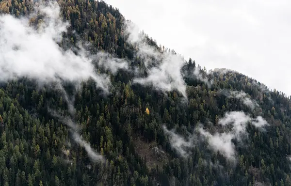 Dolomitler 'de tek bir parlak sarı ağacı olan sisli bir dağ manzarası.
