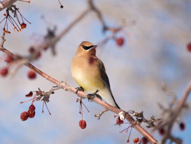 A cedar waxwing Bombycilla cedrorum perched in a tree with red berries. It is lit by winter Colorado sun. clipart