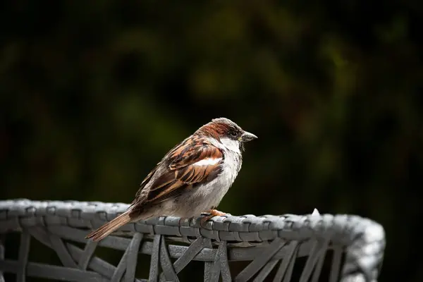 Güzel erkek serçesi Passer domesticus yumuşak, bulanık bir arka planı olan bir sandalyenin arkasına tünemiş.