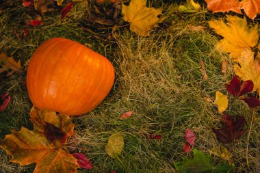 Saman ve sonbahar yapraklarının arka planında balkabağı