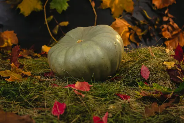 stock image Pumpkin on a background of hay and autumn leaves