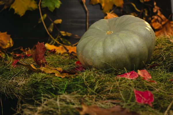 stock image Pumpkin on a background of hay and autumn leaves