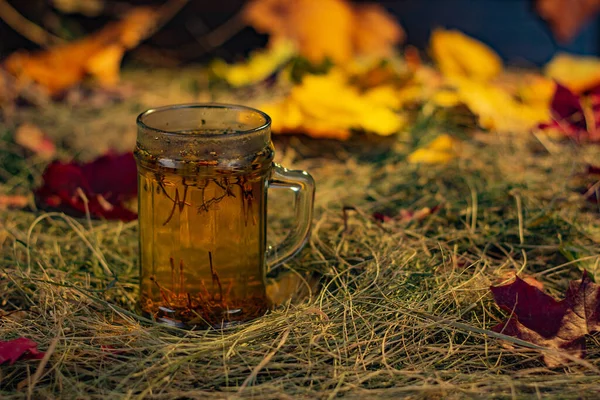 Φυτικό Τσάι Στο Φόντο Του Φυλλώματος Του Φθινοπώρου — Φωτογραφία Αρχείου