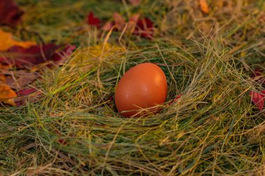 Yuvadaki yumurtalar saman ve kuru yaprakların arka planında