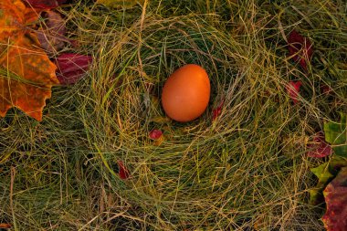 Yuvadaki yumurtalar saman ve kuru yaprakların arka planında