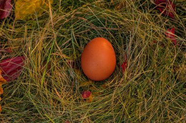 Yuvadaki yumurtalar saman ve kuru yaprakların arka planında