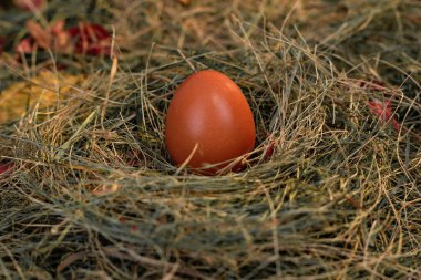 Yuvadaki yumurtalar saman ve kuru yaprakların arka planında