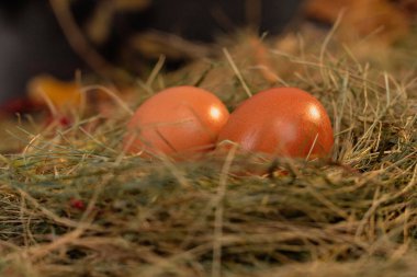 Yuvadaki yumurtalar saman ve kuru yaprakların arka planında