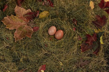Yuvadaki yumurtalar saman ve kuru yaprakların arka planında