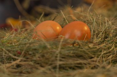Yuvadaki yumurtalar saman ve kuru yaprakların arka planında