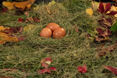 Yuvadaki yumurtalar saman ve kuru yaprakların arka planında