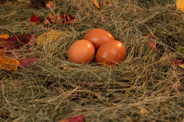 Yuvadaki yumurtalar saman ve kuru yaprakların arka planında