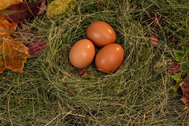 Yuvadaki yumurtalar saman ve kuru yaprakların arka planında