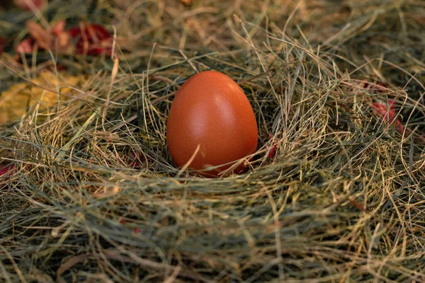 Yuvadaki yumurtalar saman ve kuru yaprakların arka planında