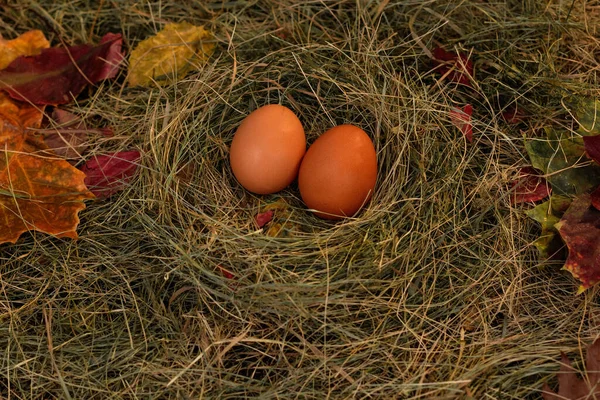 Yuvadaki yumurtalar saman ve kuru yaprakların arka planında